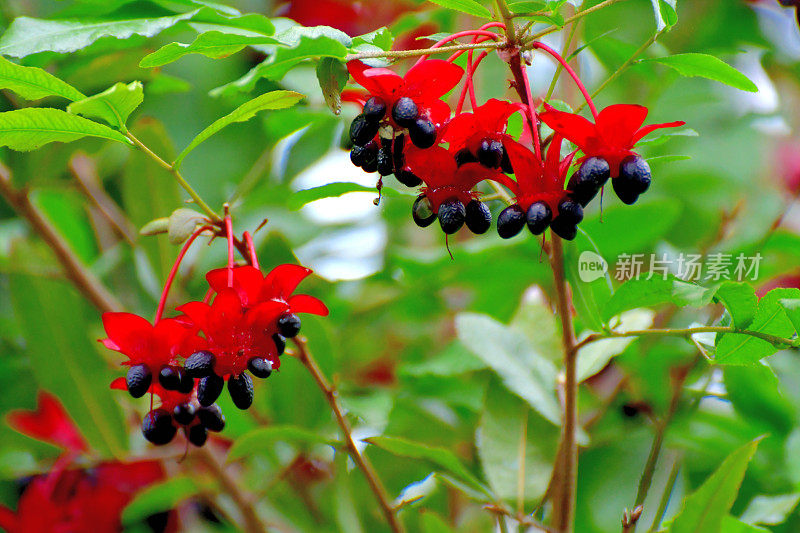 美丽植物的花/毛莨属